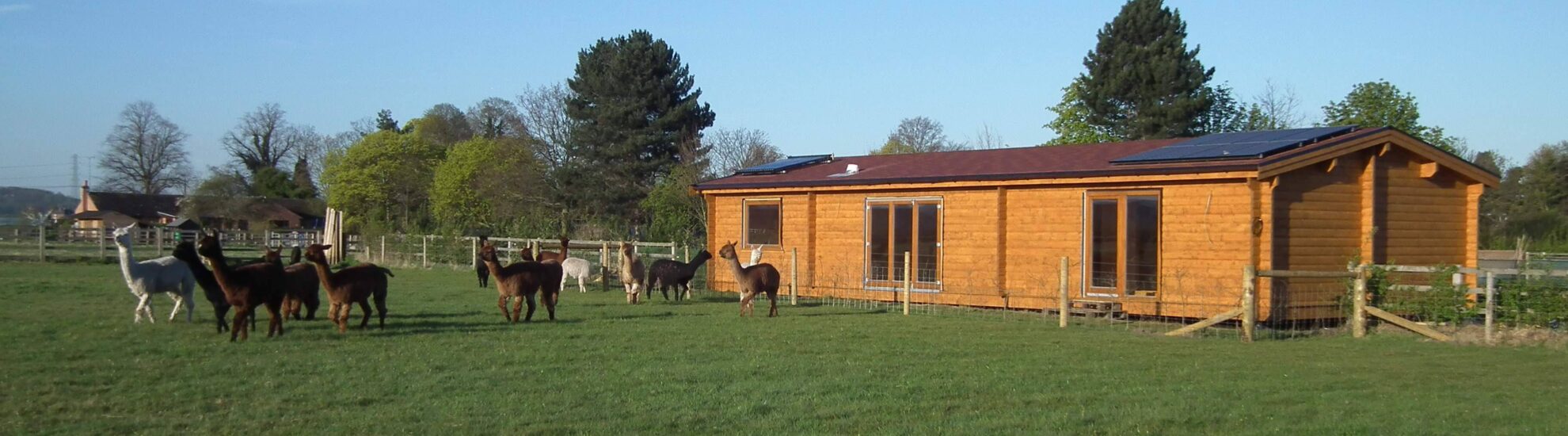 Whistling Duck Alpacas Smallholding Derbyshire 1