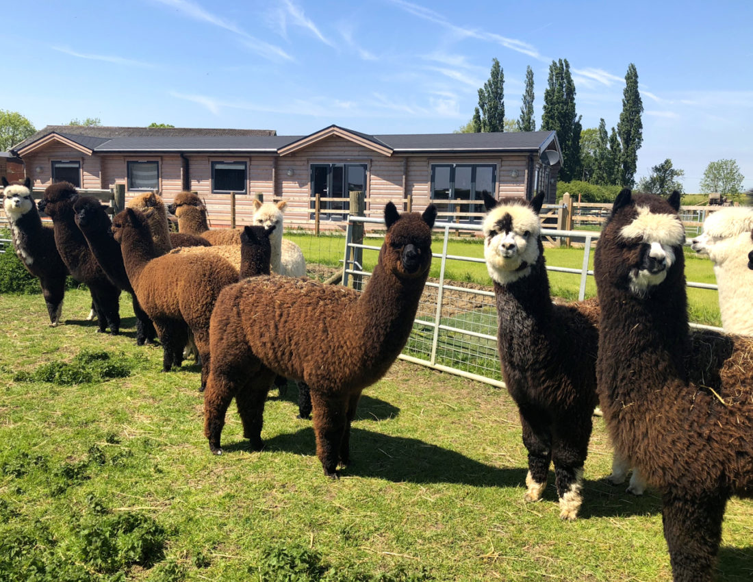 Stanger Alpacas Spring 2018