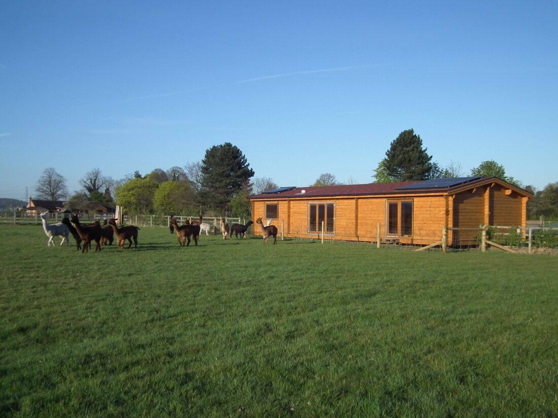 Whistling Duck Alpacas Smallholding Derbyshire 1