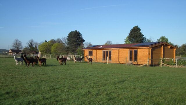 Whistling Duck Alpacas Smallholding Derbyshire 1